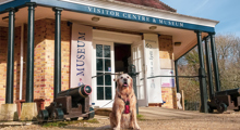 Desktop News Dogs Village 870X475 1 (1)