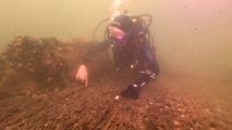 The Hon Mary Montagu Scott Diving