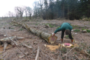 Desktop News Shipwright School Tree Felling W640px H427px 2