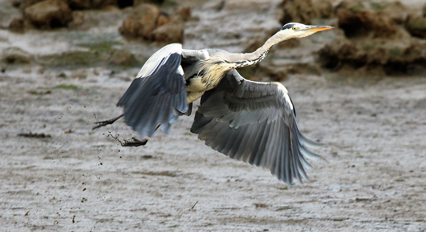 WINNER 4B Bobbie Torkington Heron Takes Off