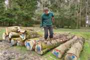 Desktop News Shipwright School Tree Felling W640px H427px 1