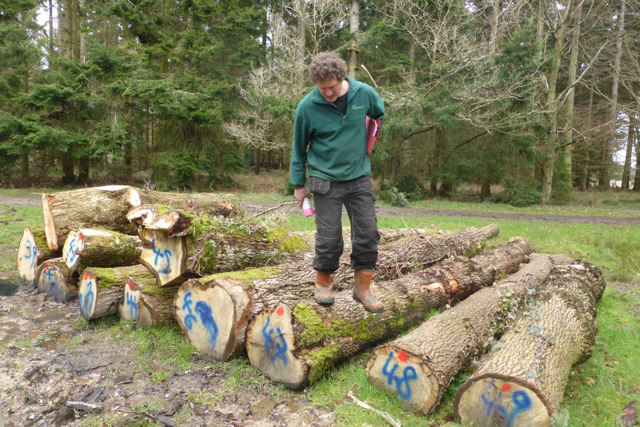 Shipwright school blog - tree felling and measuring